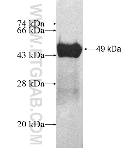 MYL6B fusion protein Ag10683 SDS-PAGE