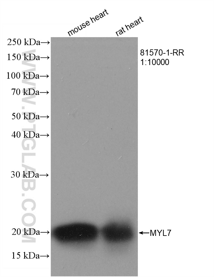 WB analysis using 81570-1-RR