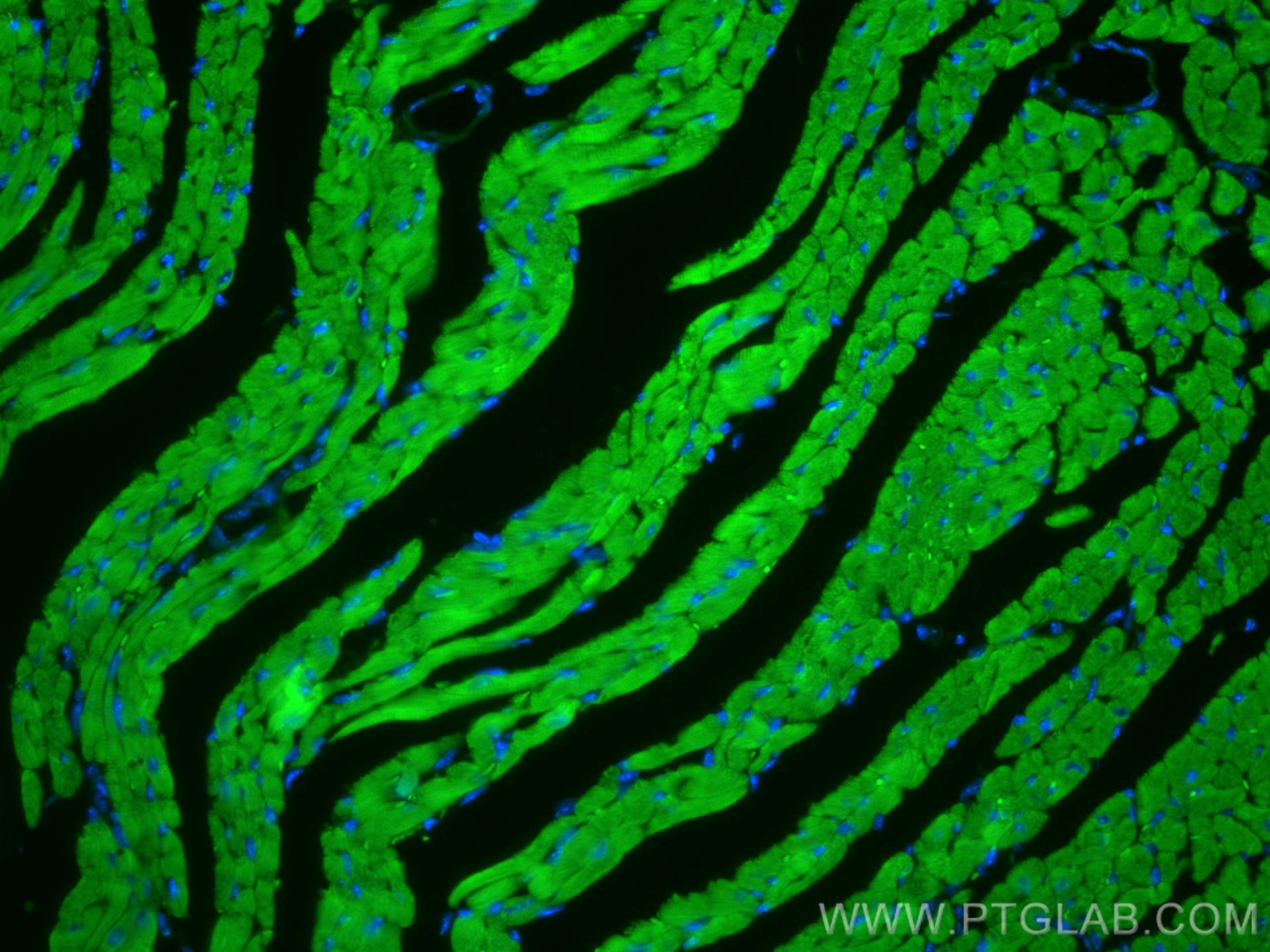 IF Staining of mouse heart using CL488-17283