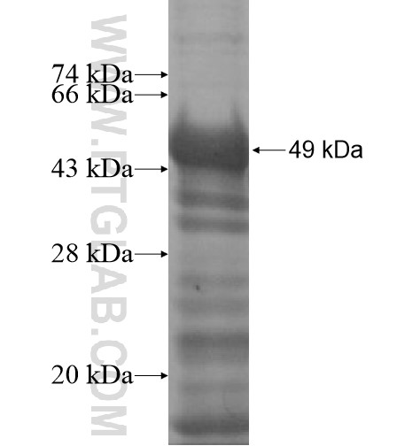 MYLK2 fusion protein Ag15424 SDS-PAGE