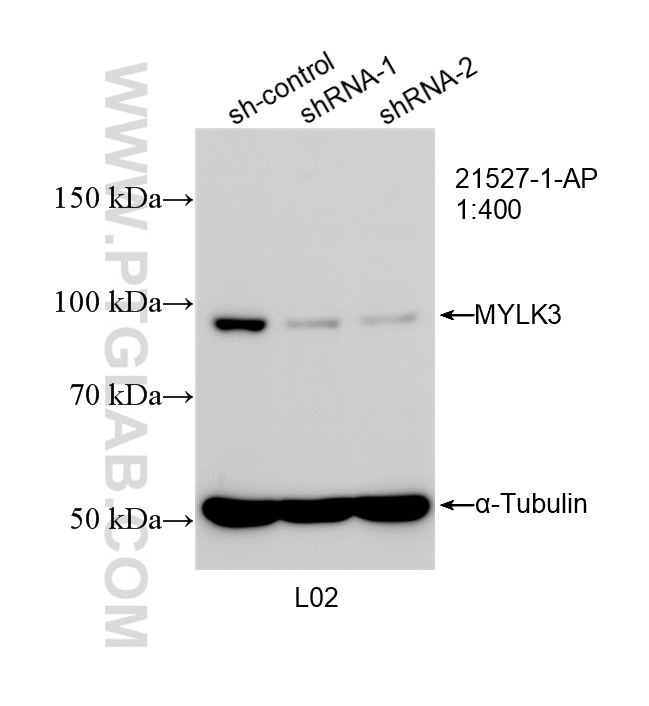 WB analysis of L02 using 21527-1-AP