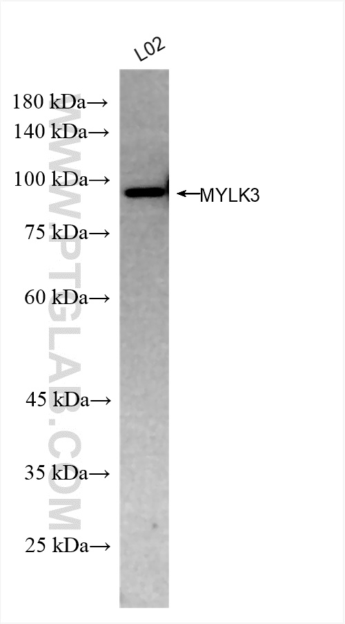 WB analysis of L02 using 83673-3-RR (same clone as 83673-3-PBS)