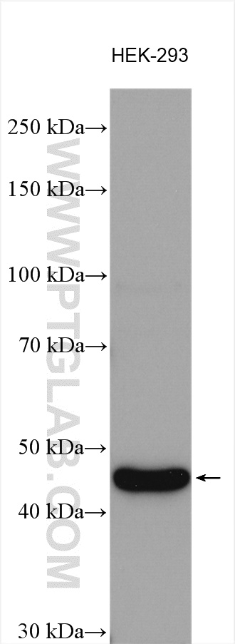 WB analysis using 24309-1-AP