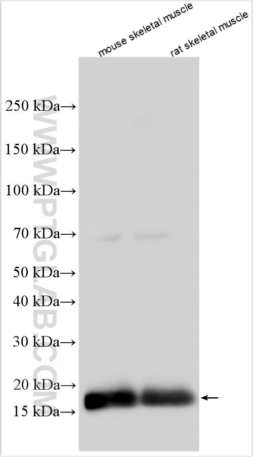 WB analysis using 16052-1-AP