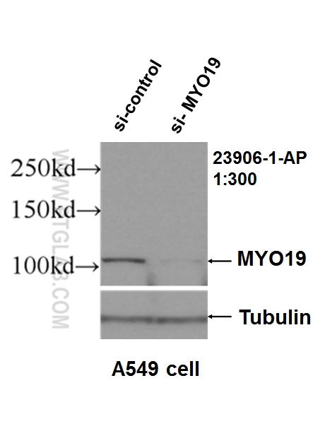 WB analysis of A549 using 23906-1-AP