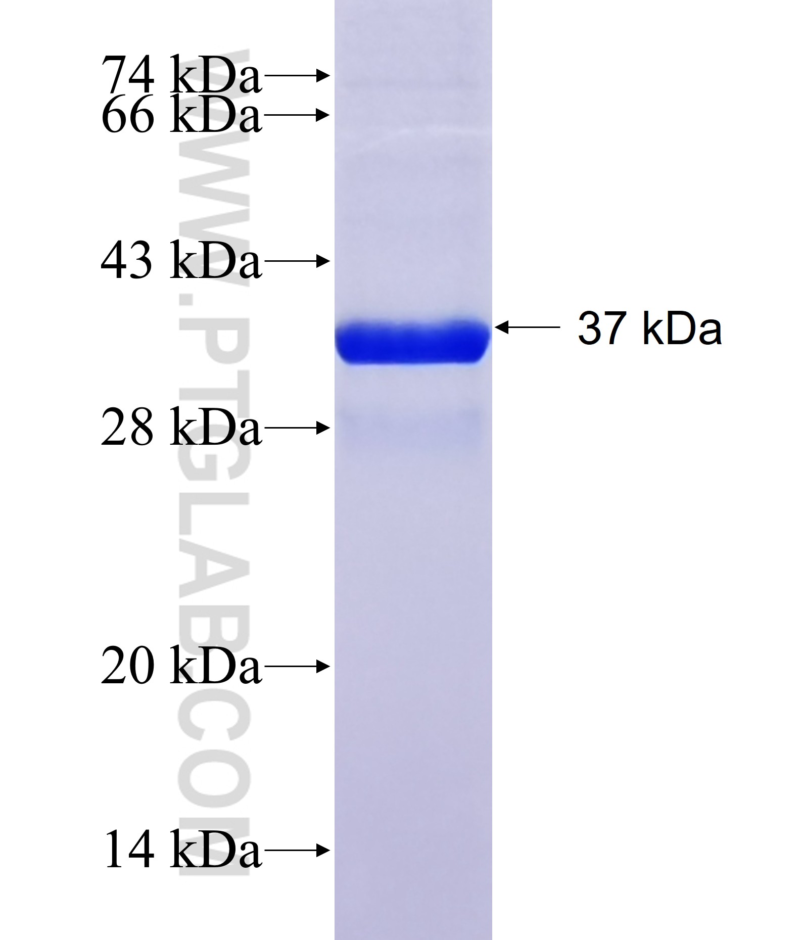 MYO19 fusion protein Ag40956 SDS-PAGE