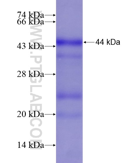 MYO19 fusion protein Ag20995 SDS-PAGE