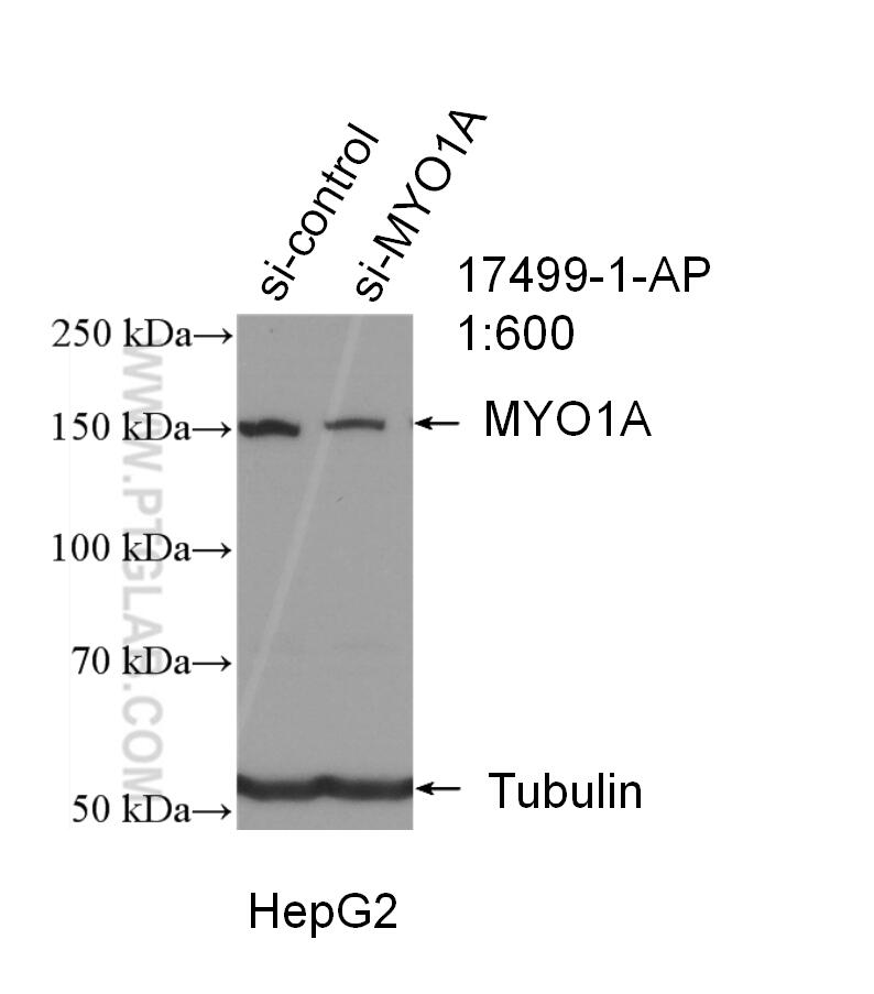 WB analysis of HepG2 using 17499-1-AP