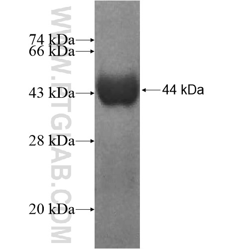 MYO1C fusion protein Ag11970 SDS-PAGE