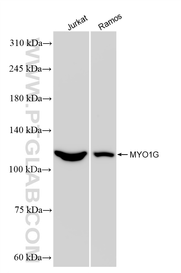 WB analysis using 83556-5-RR