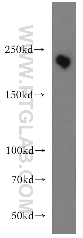 WB analysis of L02 using 20720-1-AP