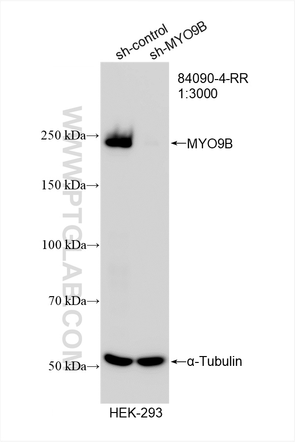 WB analysis of HEK-293 using 84090-4-RR