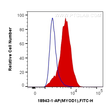 FC experiment of C2C12 using 18943-1-AP