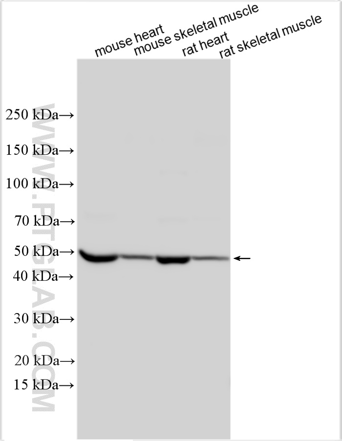 Various lysates were subjected to SDS PAGE followed by western blot with 18943-1-AP (MYOD1 antibody) at dilution of 1:6000 incubated at room temperature for 1.5 hours. WB analysis using 18943-1-AP