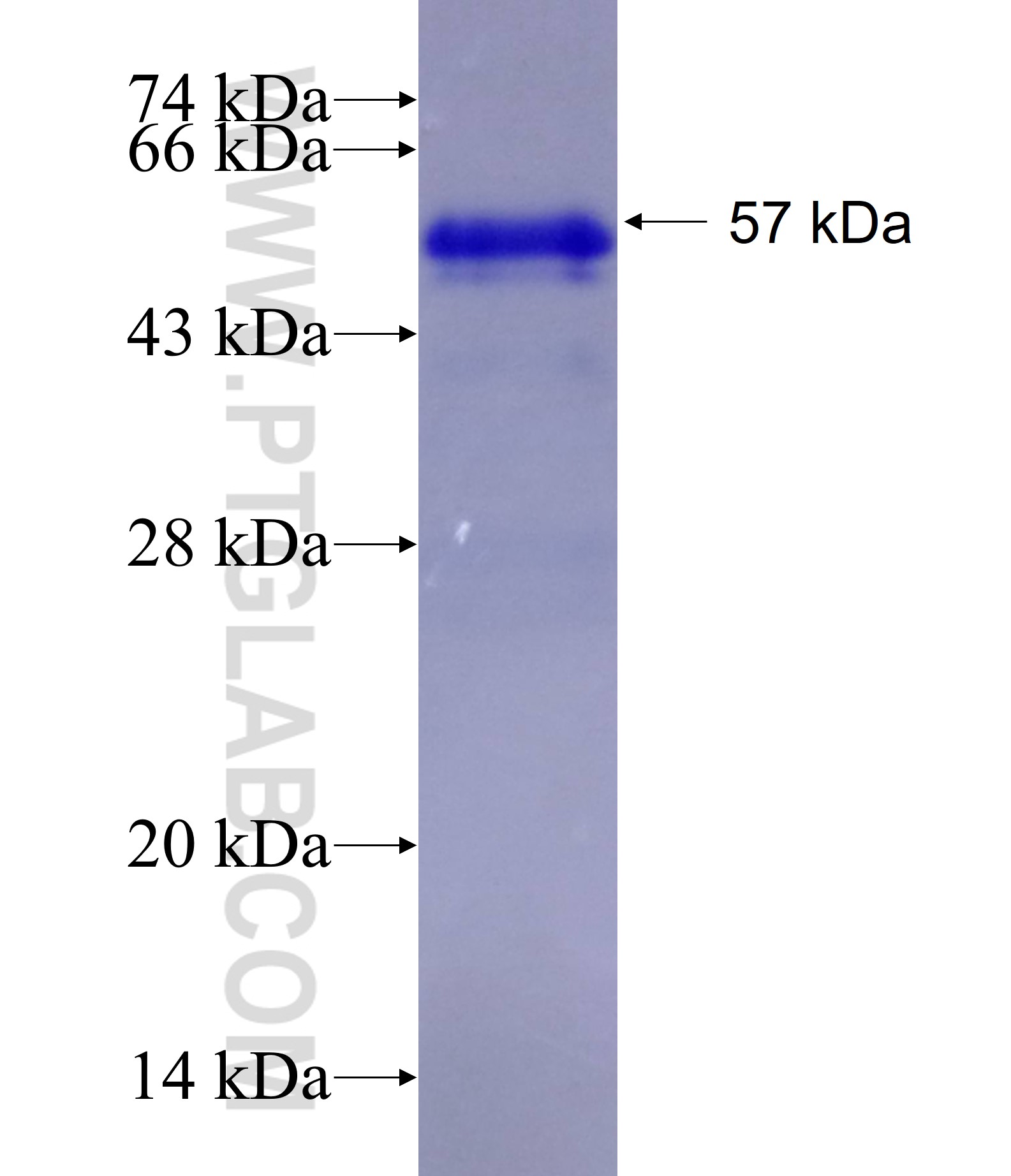 MYOD1 fusion protein Ag13208 SDS-PAGE