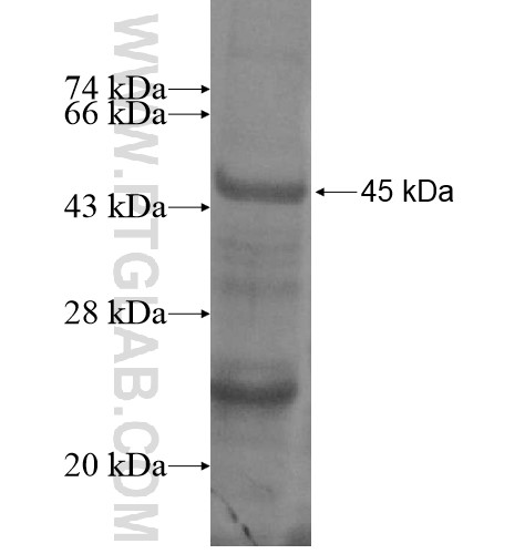 MYOD1 fusion protein Ag13505 SDS-PAGE