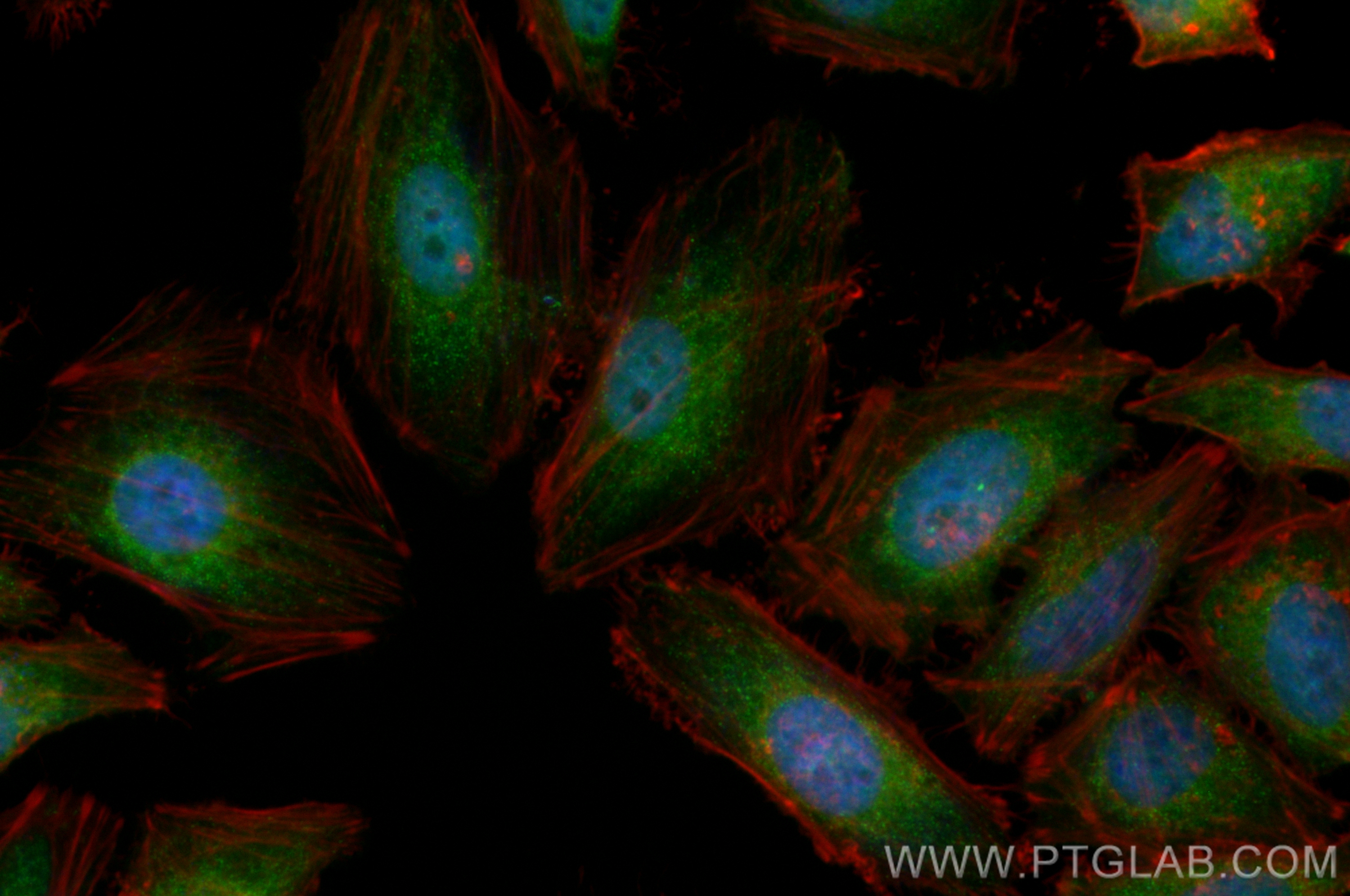 IF Staining of HeLa using CL488-82917-7