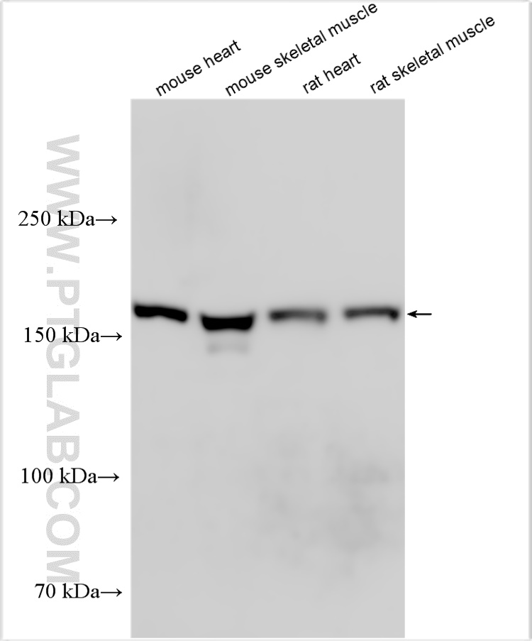 WB analysis using 20360-1-AP