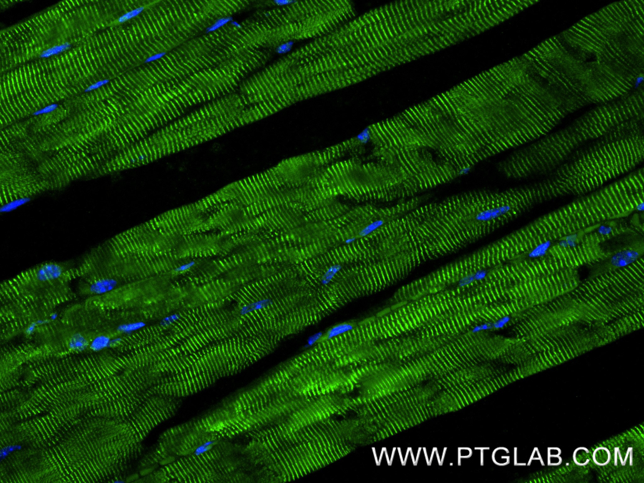 IF Staining of mouse skeletal muscle using 87334-1-RR (same clone as 87334-1-PBS)