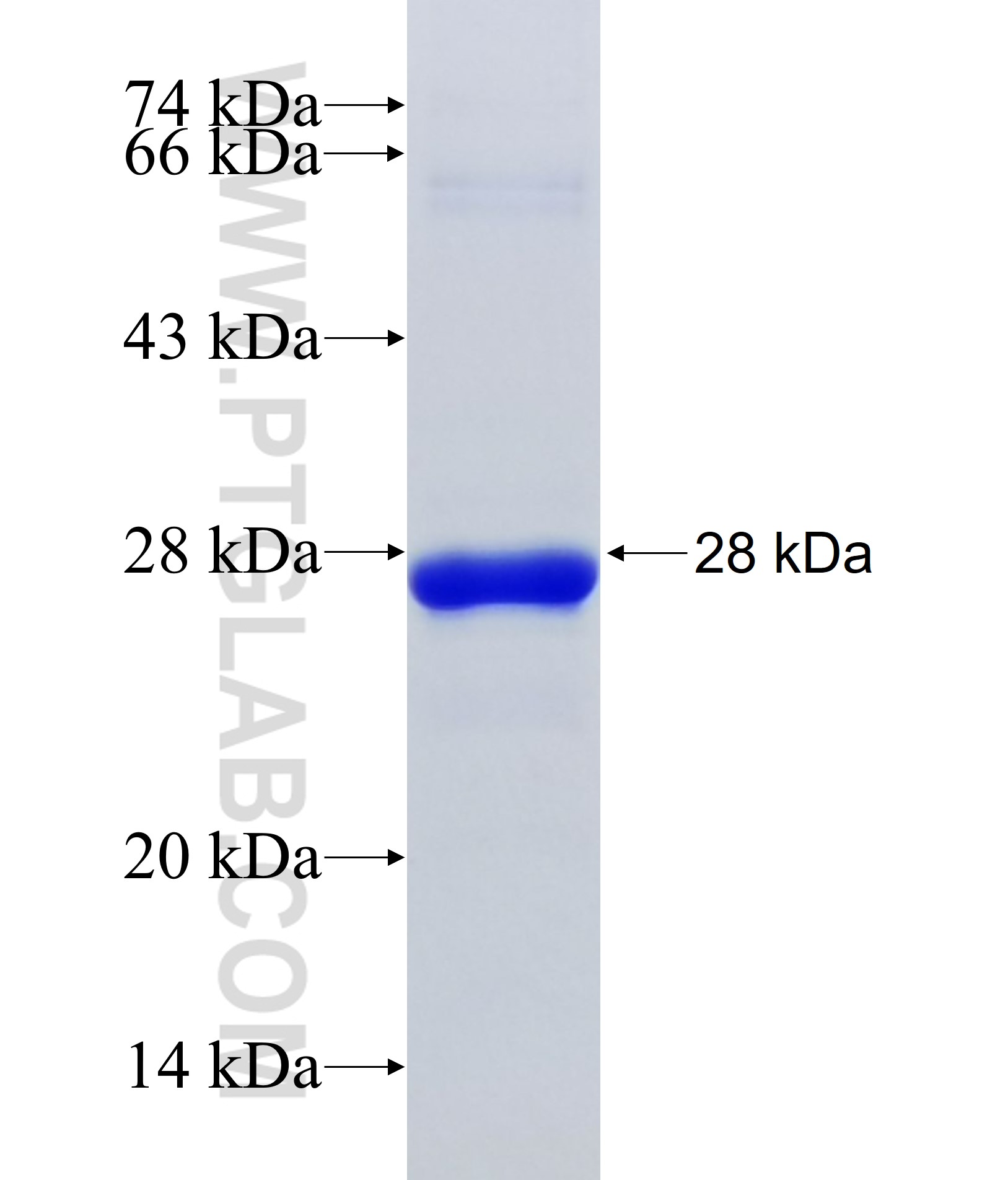 MYPOP fusion protein Ag38105 SDS-PAGE MYPOP fusion protein Ag38105 SDS-PAGE