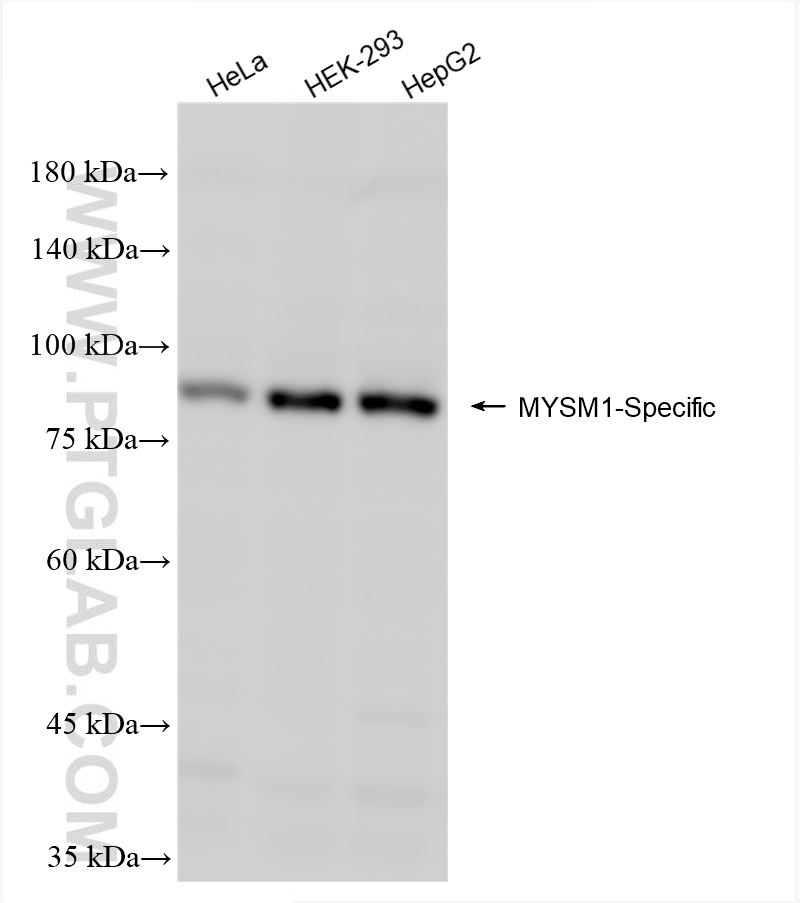 Various lysates were subjected to SDS PAGE followed by western blot with 85927-1-RR (MYSM1-Specific antibody) at dilution of 1:1000 incubated at room temperature for 1.5 hours. WB analysis using 85927-1-RR