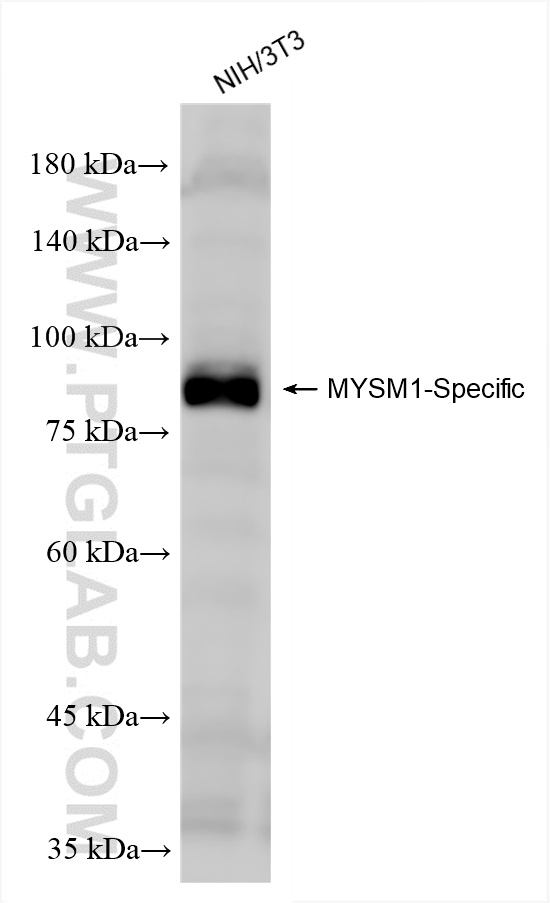 NIH/3T3 cells were subjected to SDS PAGE followed by western blot with 85927-1-RR (MYSM1-Specific antibody) at dilution of 1:1000 incubated at room temperature for 1.5 hours. WB analysis of NIH/3T3 using 85927-1-RR