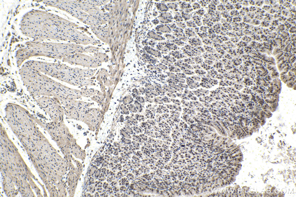 IHC staining of mouse stomach using 13751-1-AP