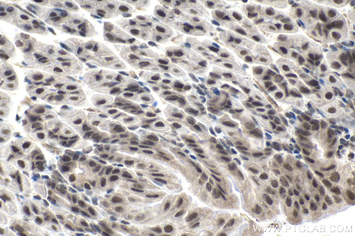 IHC staining of mouse stomach using 13751-1-AP