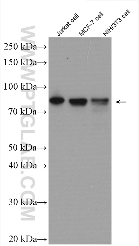 WB analysis of Jurkat using 13751-1-AP