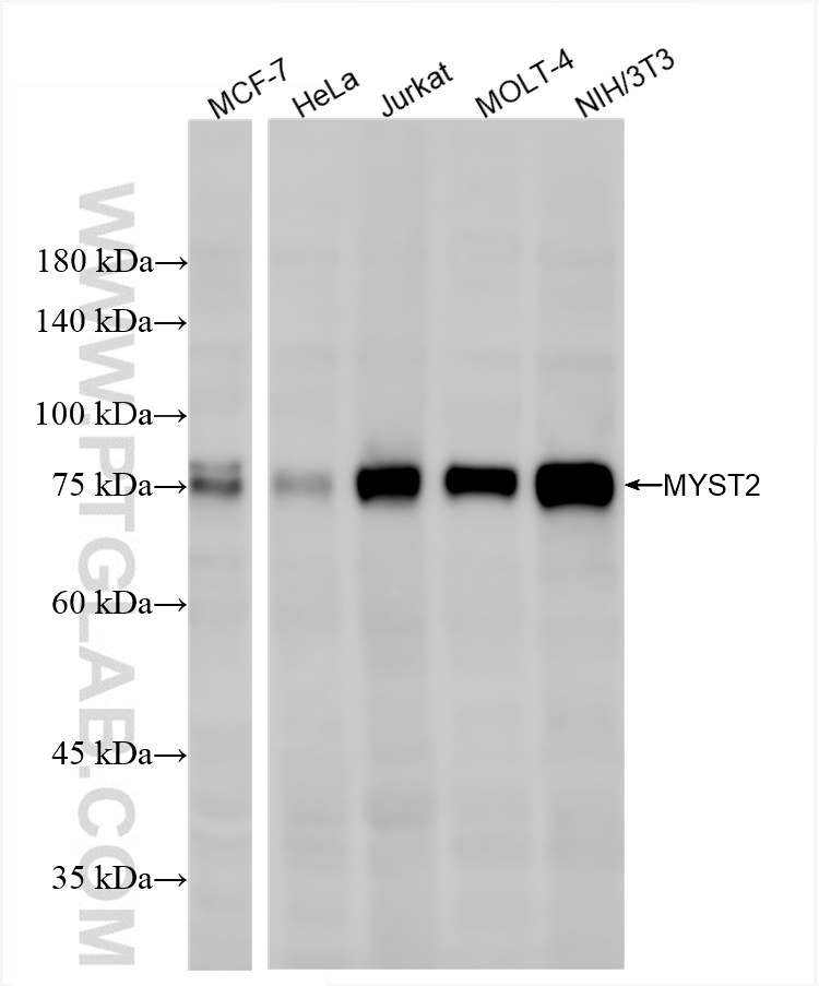 WB analysis using 86486-1-RR