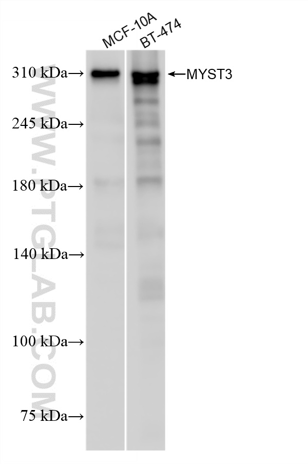 WB analysis using 86963-1-RR
