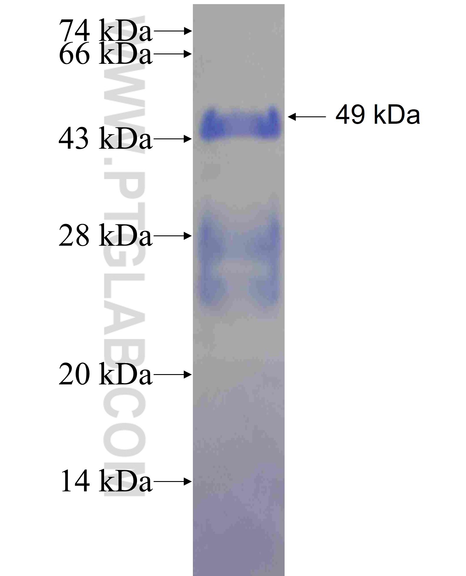 MYT1 fusion protein Ag24580 SDS-PAGE