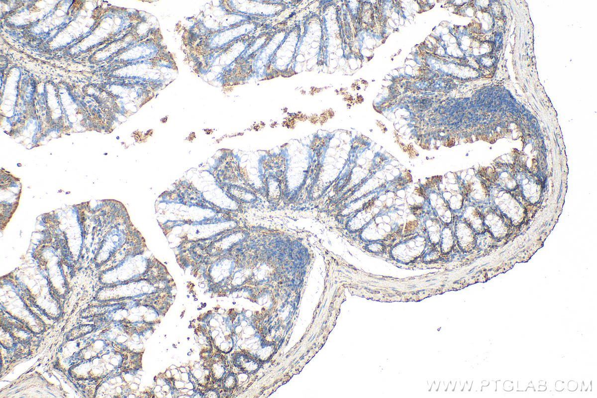 Immunohistochemical analysis of paraffin-embedded mouse colon tissue slide using 26655-1-AP (Malectin antibody) at dilution of 1:200 (under 10x lens). Heat mediated antigen retrieval with Tris-EDTA buffer (pH 9.0). IHC staining of mouse colon using 26655-1-AP
