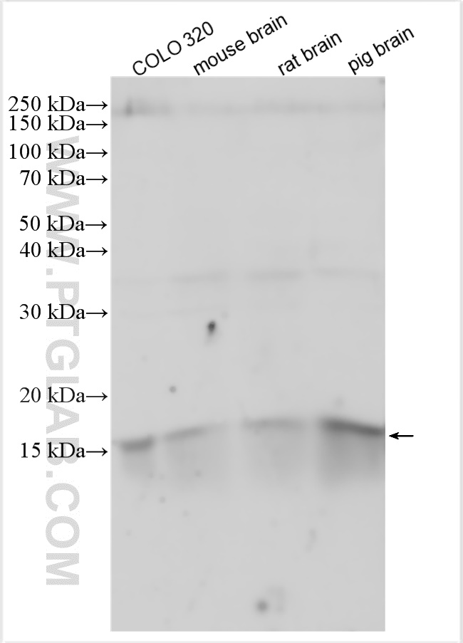 WB analysis using 27936-1-AP