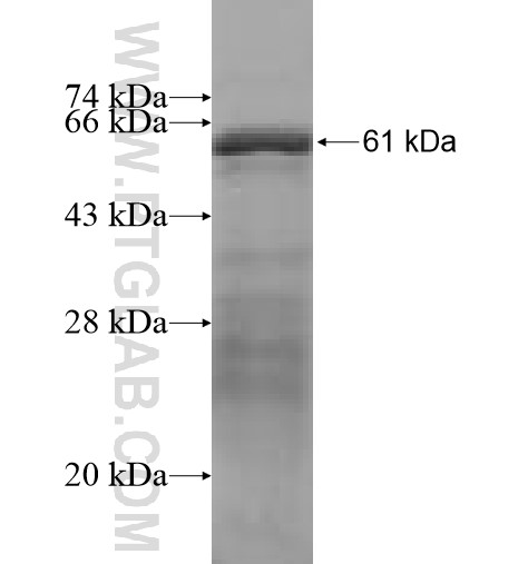Mcl1 fusion protein Ag3407 SDS-PAGE Mcl1 fusion protein Ag3407 SDS-PAGE