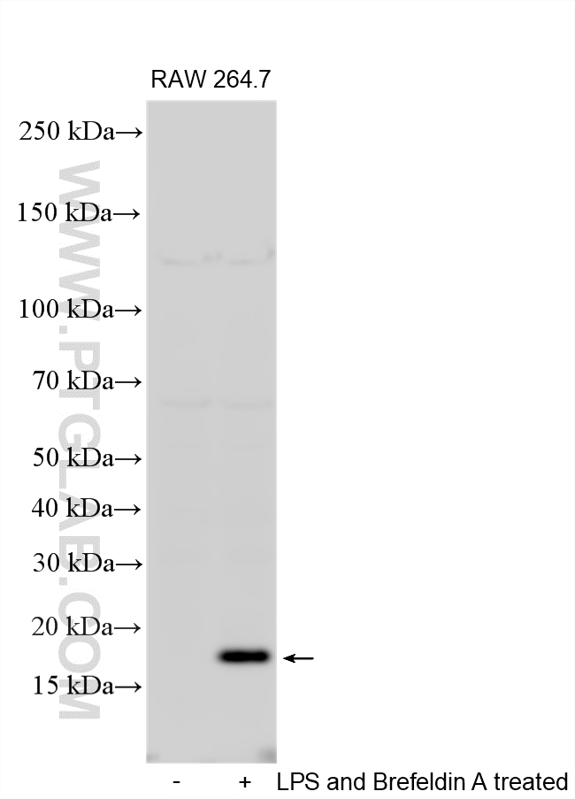 WB analysis of RAW 264.7 using 26161-1-AP