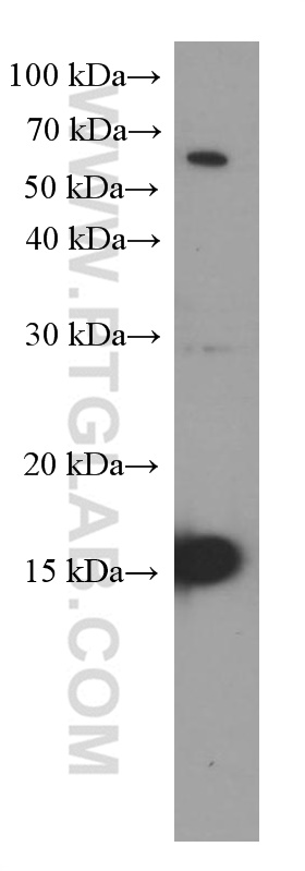 Mcp1 Monoclonal antibody