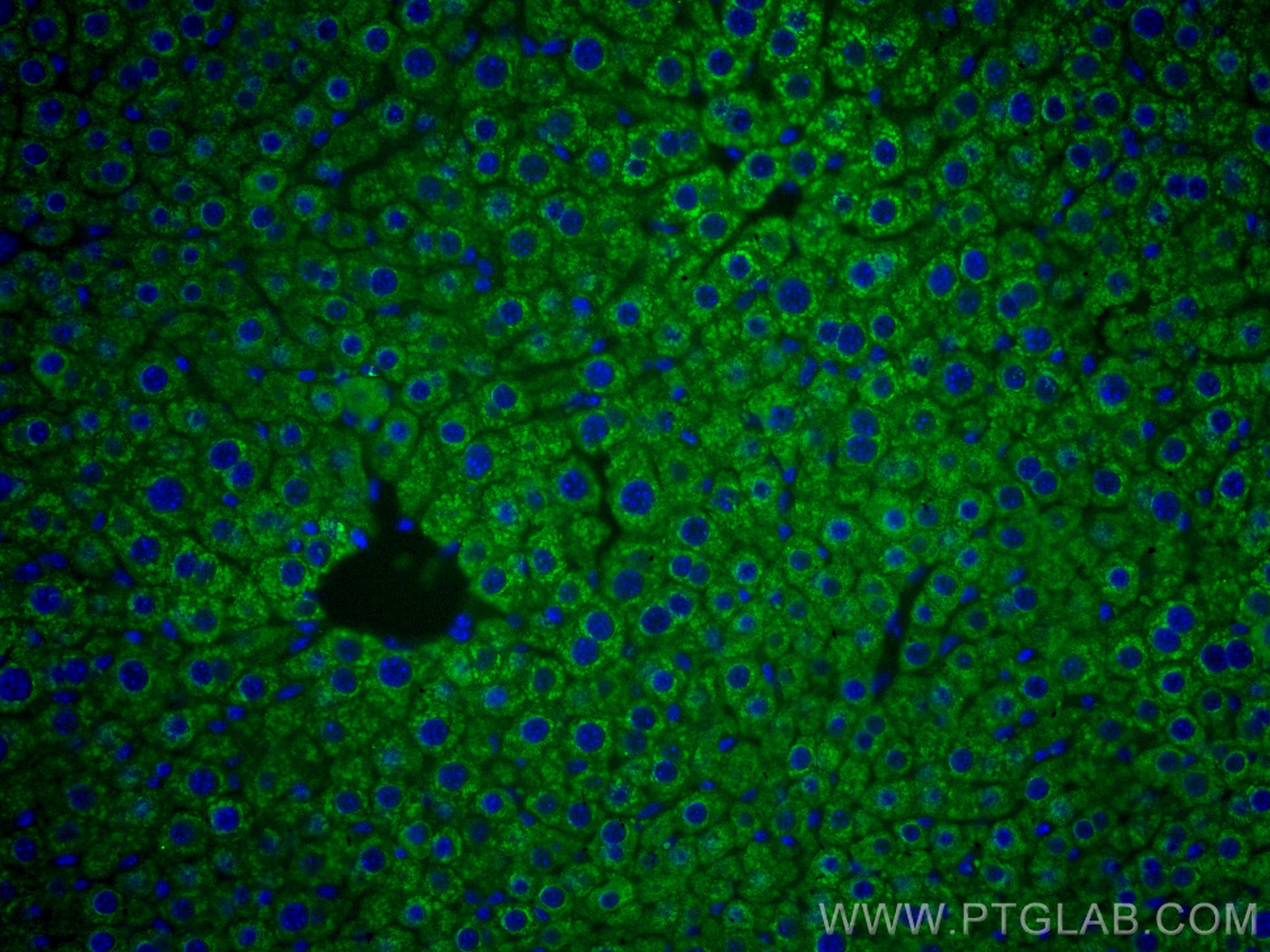 IF Staining of mouse liver using CL488-66272