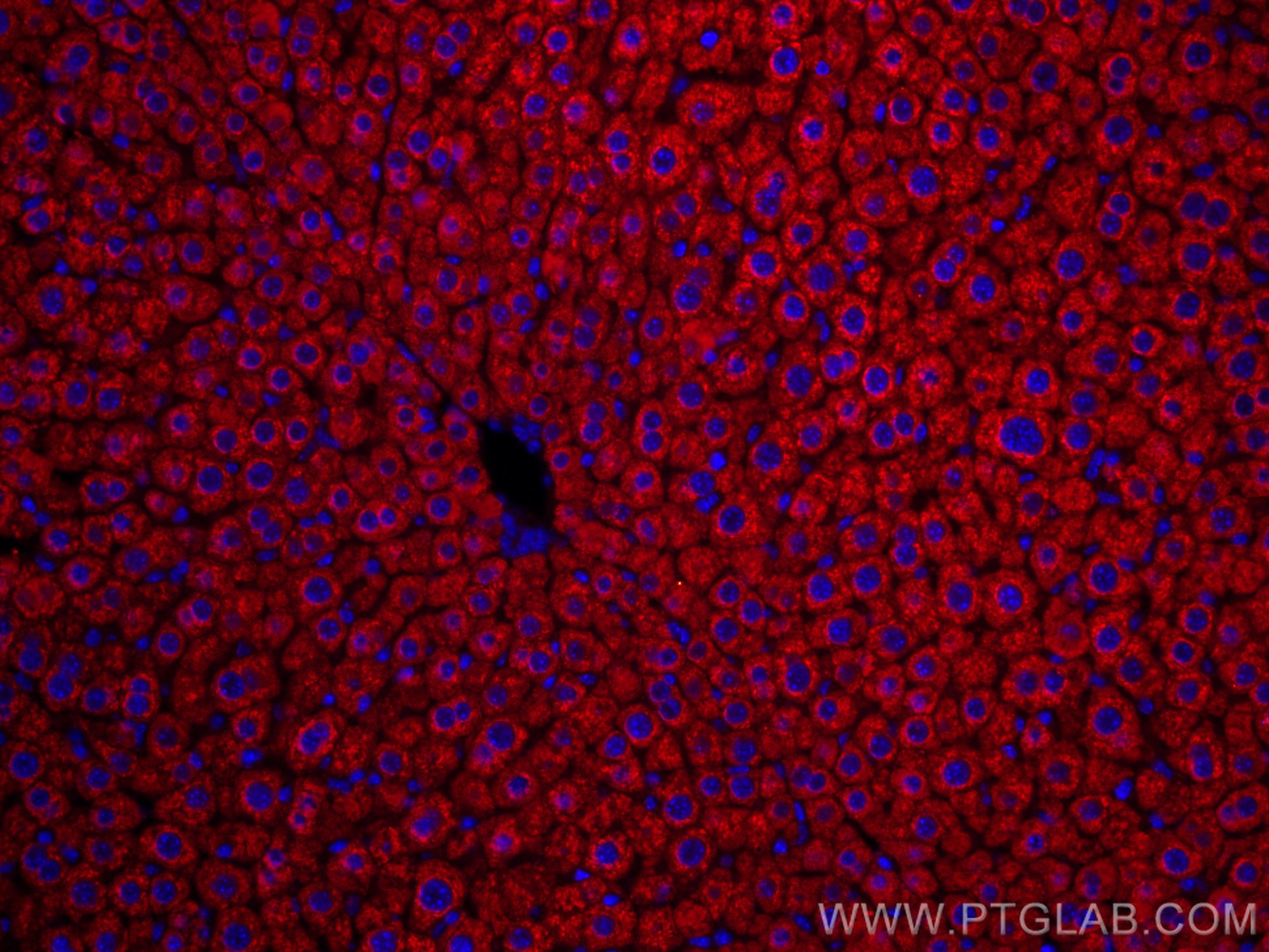 IF Staining of mouse liver using CL594-66272