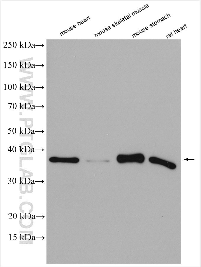 WB analysis using 51027-2-AP