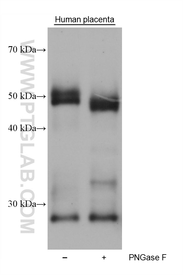 WB analysis using 68736-1-Ig