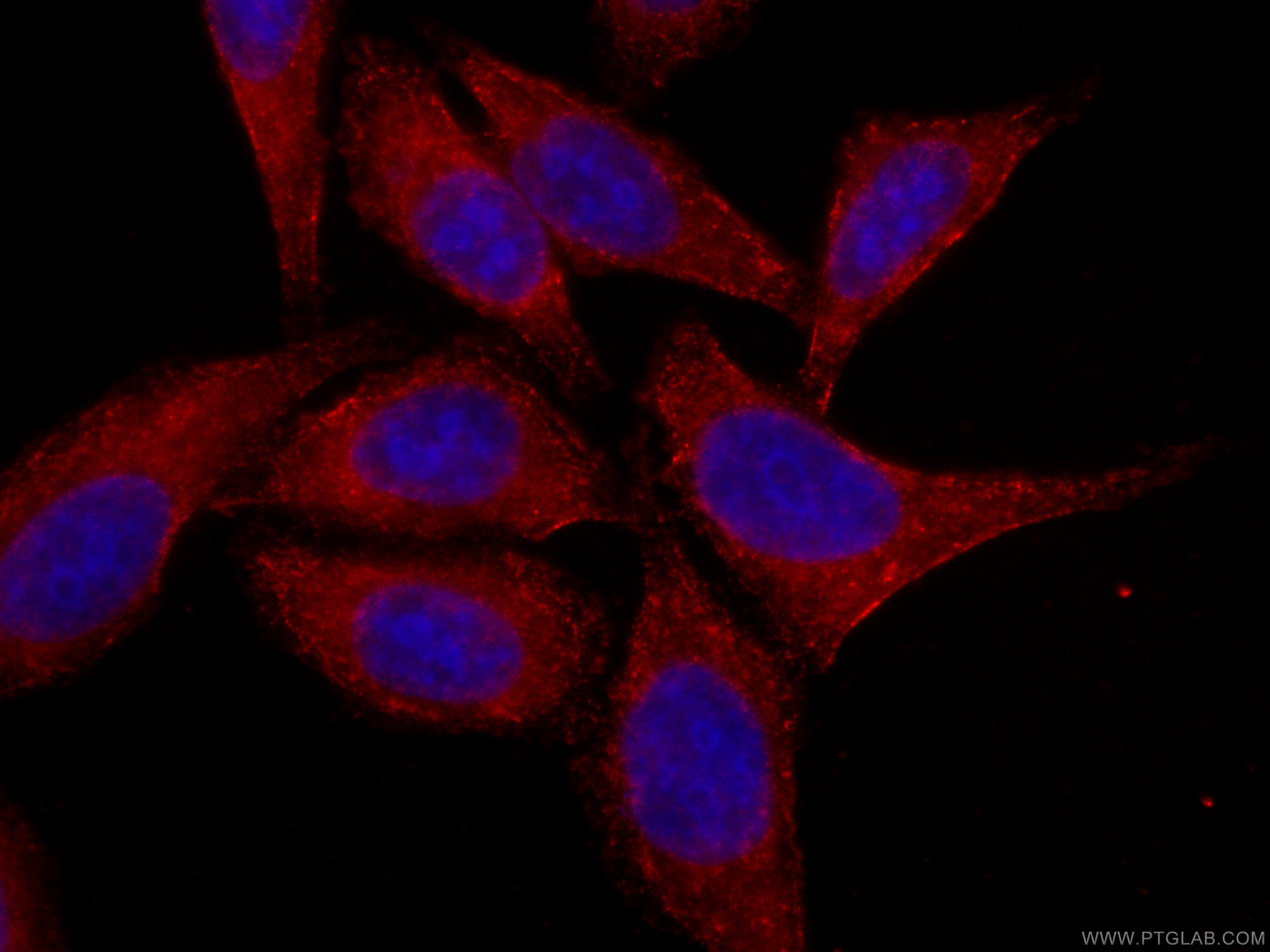 IF Staining of HepG2 using CL594-66092