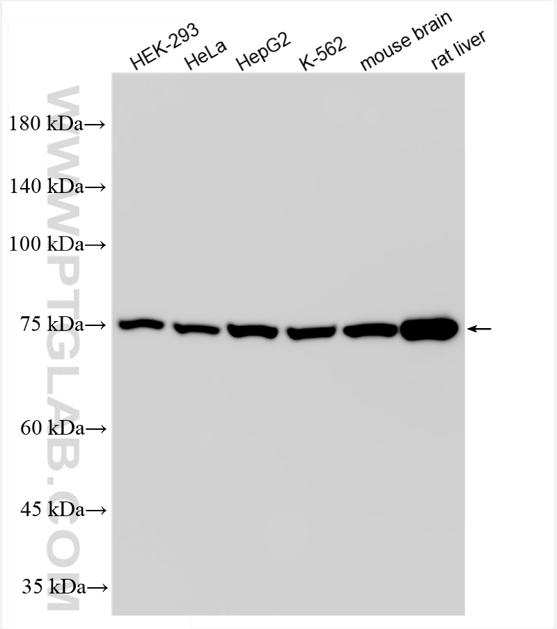 WB analysis using 84879-5-RR (same clone as 84879-5-PBS)