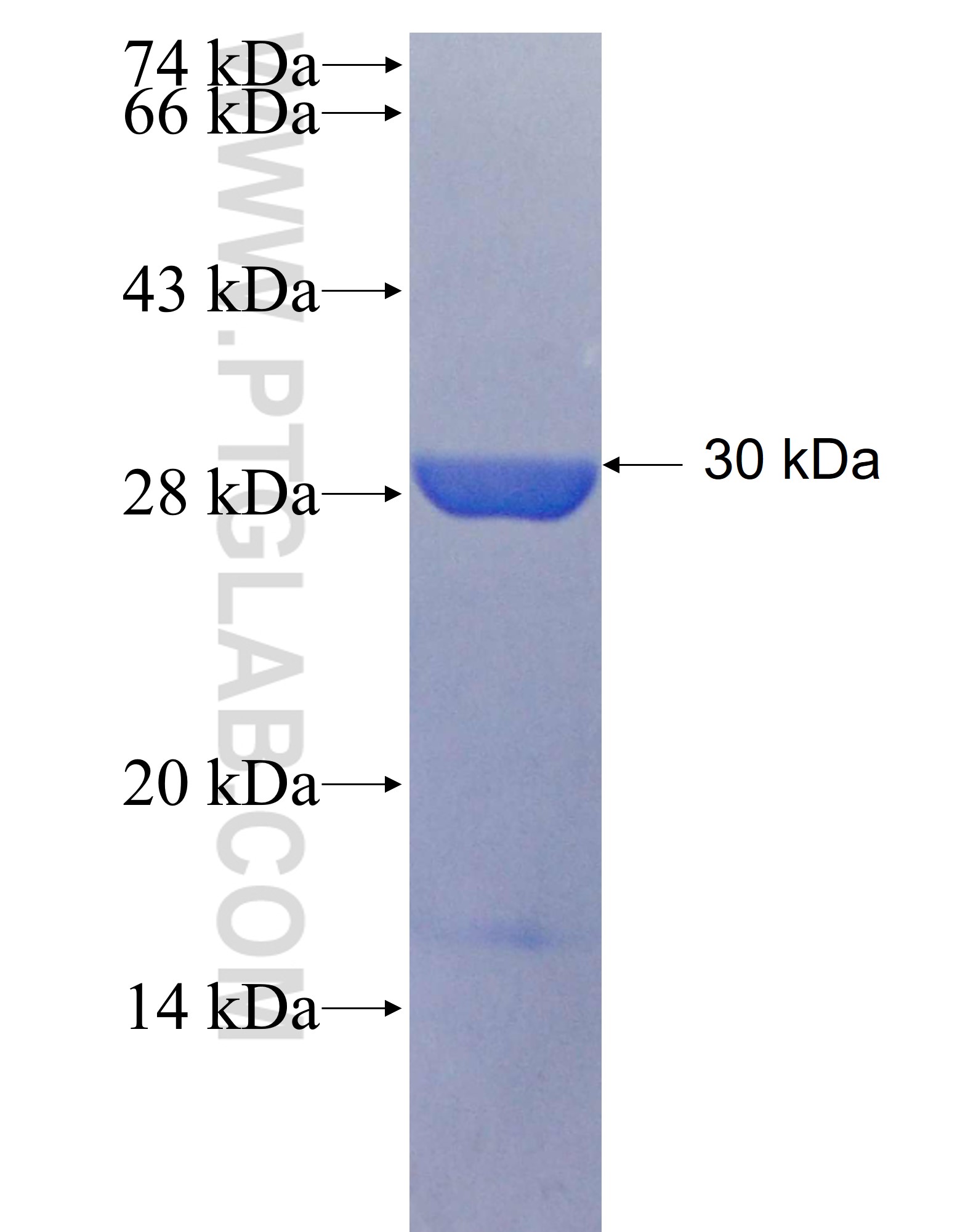Mhc fusion protein Ag25585 SDS-PAGE Mhc fusion protein Ag25585 SDS-PAGE