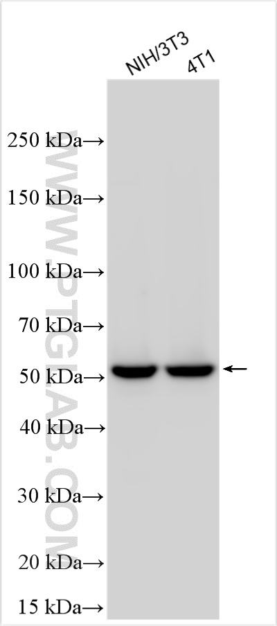 WB analysis using 30145-1-AP