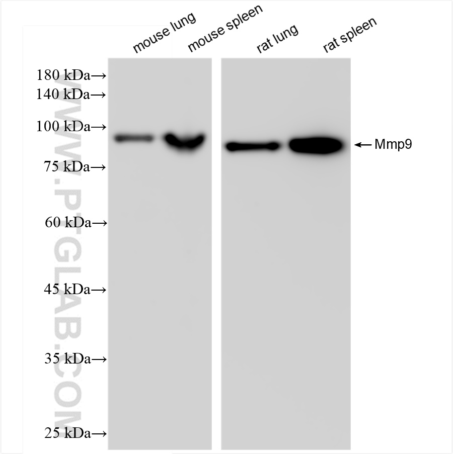 WB analysis using 83768-3-RR