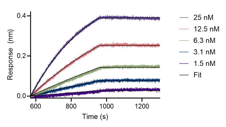 The affinity of anti-human IgG recombinant VHH towards human IgG1 was determined using biolayer interferometry (BLI). Biotinylated, monoclonal human IgG1 was immobilized on Streptavidin biosensors and assayed with 1.5 to 25 nM of anti-human IgG recombinant VHH. Fit indicates a 1:1 binding model fitted to the data. 