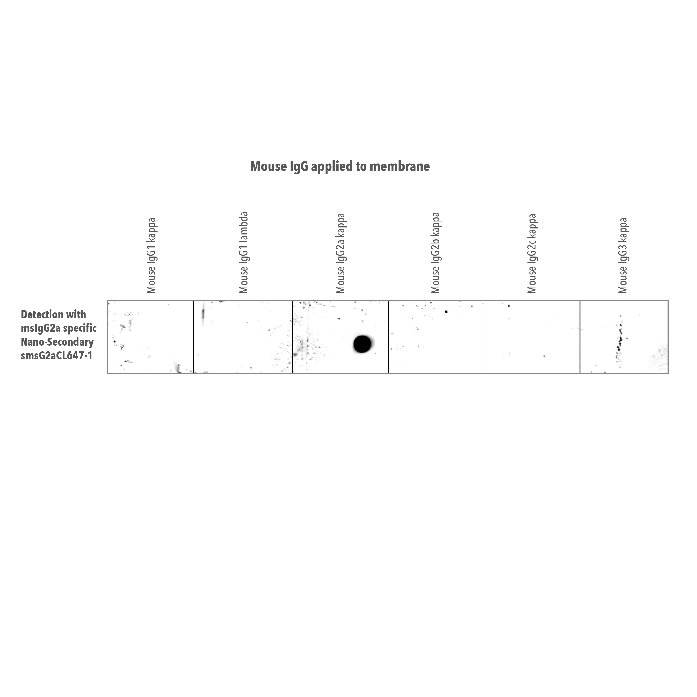 Dot-blot assay demonstrates that anti-mouse IgG2a Nano-Secondary is subclass-specific and does not cross-react with other mouse IgG subclasses including IgG1, IgG2b, IgG2c and IgG3.