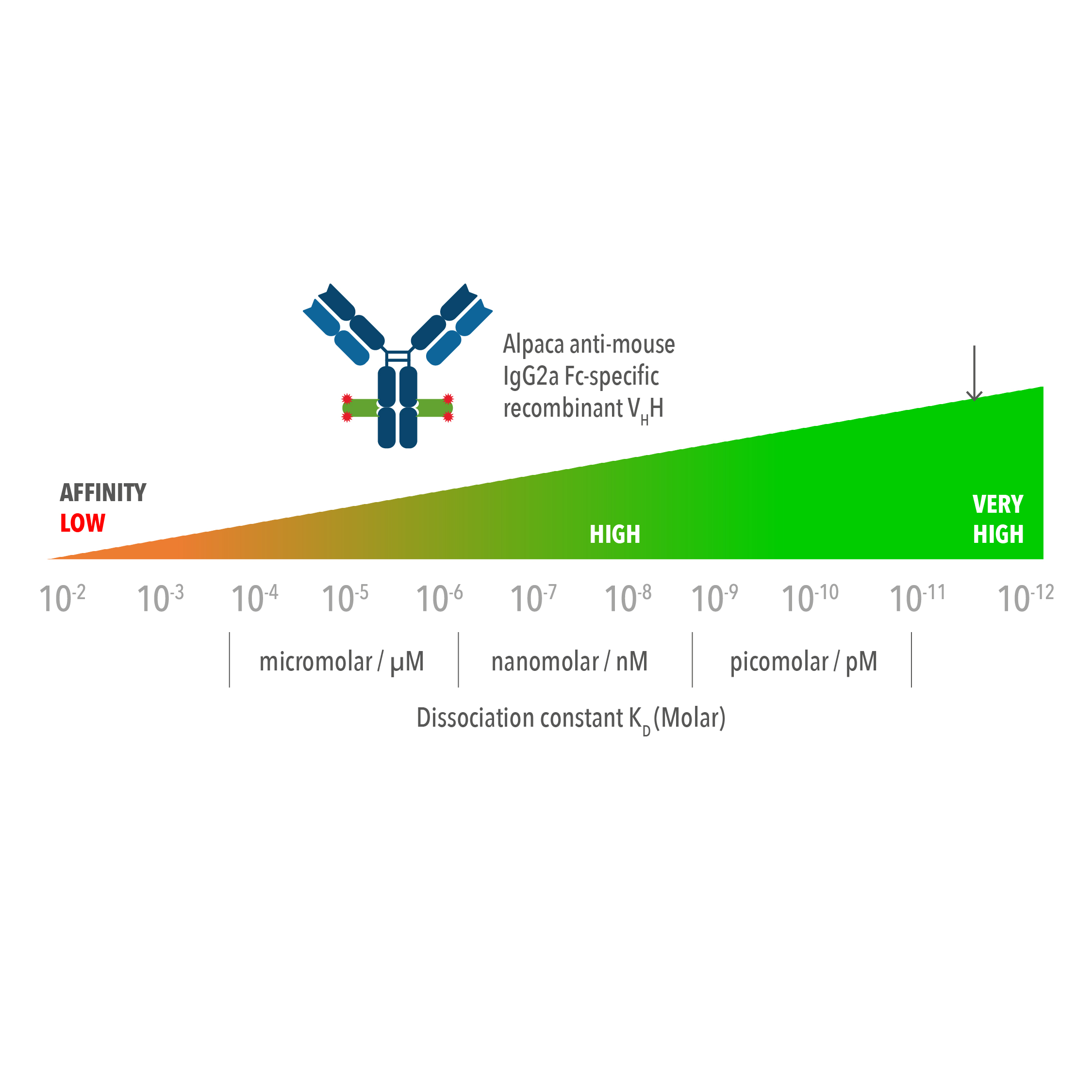 The alpaca anti-mouse IgG2a Fc-specific recombinant VHH [CTK0114]
has a very high affinity (KD <10 pM) for mouse IgG2a primary antibody.