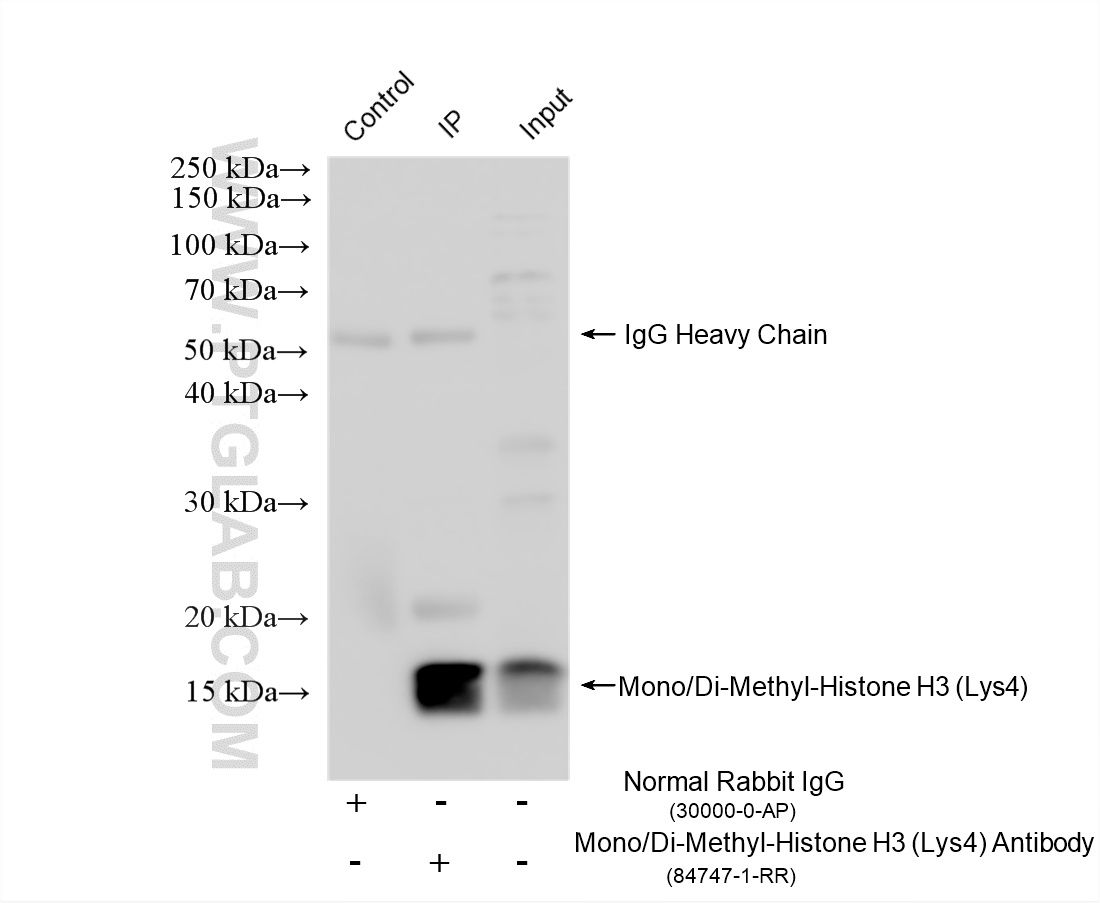 IP experiment of HeLa using 84747-1-RR IP experiment of HeLa using 84747-1-RR